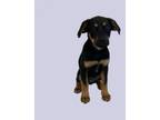 Adopt TUSC-Stray-tu1181_3 a Labrador Retriever, Hound