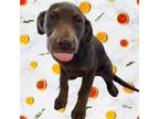 Adopt TUSC-Stray-tu1181_2 a Labrador Retriever, Hound