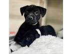 Adopt Shakira a Black Labrador Retriever, Pit Bull Terrier