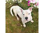 Adopt Whitney a Pit Bull Terrier