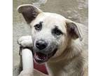 Adopt Christina a Labrador Retriever