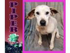 Adopt Piper a Beagle, Terrier