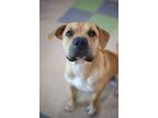 Adopt Jill a Black Mouth Cur, Shar-Pei