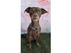Adopt Carrie a Mixed Breed