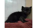 Adopt Panther a Domestic Short Hair