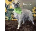 Adopt Blondie a Terrier, Pug