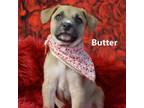 Adopt Butter a Pit Bull Terrier