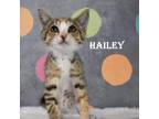 Adopt Hailey a Domestic Short Hair