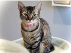 Adopt Lilly a Domestic Short Hair