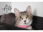 Adopt Alli a Domestic Short Hair