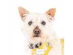 Adopt Hattie 11811 a Terrier