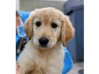 Adopt Folder a Labrador Retriever, Poodle