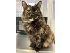 Adopt Oma a Domestic Long Hair