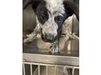 Adopt Peppa a Cattle Dog, Mixed Breed