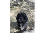 Adopt Annabelle a Cocker Spaniel