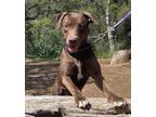 Adopt Betty a Labrador Retriever, Pit Bull Terrier