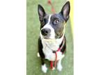 Adopt Snow a Cattle Dog, Mixed Breed