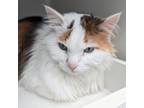 Adopt Momma Kitty a Domestic Long Hair