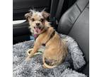 Adopt Bambi a Yorkshire Terrier