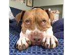 Adopt Lolita a Pit Bull Terrier, Mixed Breed