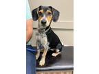 Adopt Penny Rose a Black - with White Beagle dog in Columbus, OH (38947355)