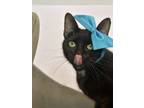 Adopt Vivienne a All Black Domestic Shorthair / Mixed cat in Wheaton