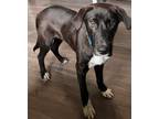 Adopt Holmes a Black - with White Labrador Retriever dog in Evansville