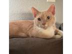 Adopt Sweet Potato a White Domestic Shorthair / Mixed cat in Aurora