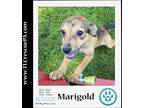 Adopt Marigold (The Garden Group) 082623 a Brown/Chocolate - with Tan Boxer /