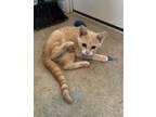 Adopt Vinny a Domestic Shorthair / Mixed (short coat) cat in Hartford City