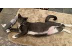 Adopt Greystone a Domestic Shorthair / Mixed (short coat) cat in Hoover