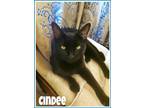 Adopt Cindee, Willow Grove PA (FCID# 03/26/2024-134) a Domestic Short Hair