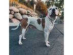 Adopt Jumper a White - with Tan, Yellow or Fawn Pit Bull Terrier dog in Mead