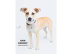 Adopt Joon a Staffordshire Bull Terrier / Mixed Breed (Medium) / Mixed dog in