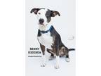 Adopt Benny a Staffordshire Bull Terrier / Mixed Breed (Medium) / Mixed dog in