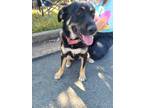 Adopt Juppi a Shepherd (Unknown Type) / Rottweiler / Mixed dog in Maumelle