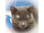 Adopt Tinky a Domestic Short Hair