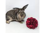 Adopt Biggie a Holland Lop, Bunny Rabbit