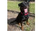Adopt Liddy a Black Rottweiler / Mixed dog in Palm Coast, FL (38904811)