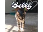 Adopt Belly a Domestic Shorthair / Mixed (short coat) cat in Hillsboro