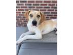 Adopt Milo a Labrador Retriever dog in Berkeley Heights, NJ (38967227)