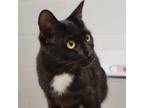 Adopt Bunny a Domestic Short Hair