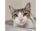 Adopt Amelia a Domestic Short Hair