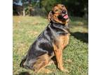 Adopt Lilly Love a Black Coonhound / Doberman Pinscher / Mixed dog in Helena