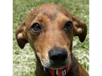 Adopt Howie a Brown/Chocolate Schnauzer (Standard) / Mixed dog in Laredo