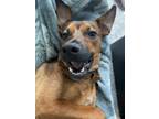 Adopt Buick a Tan/Yellow/Fawn Mixed Breed (Medium) dog in New York