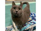 Adopt Olivia Pope a Domestic Shorthair / Mixed (short coat) cat in South Bend