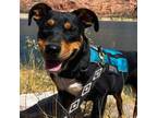 Adopt Bruno a Black Mixed Breed (Medium) / Mixed dog in Moab, UT (38971062)