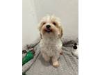 Adopt Buttons a Poodle, Yorkshire Terrier