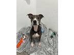 Adopt Shelly a Pit Bull Terrier